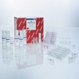 AllPrep DNA/RNA Mini Kit (50)