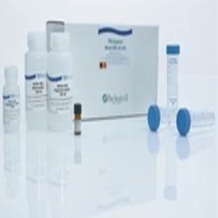 PAXgene Blood DNA Kit (25)